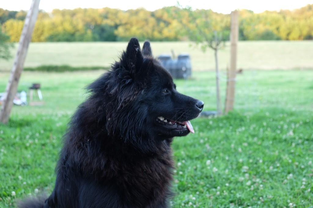 Soka Du Domaine D'Alvheim