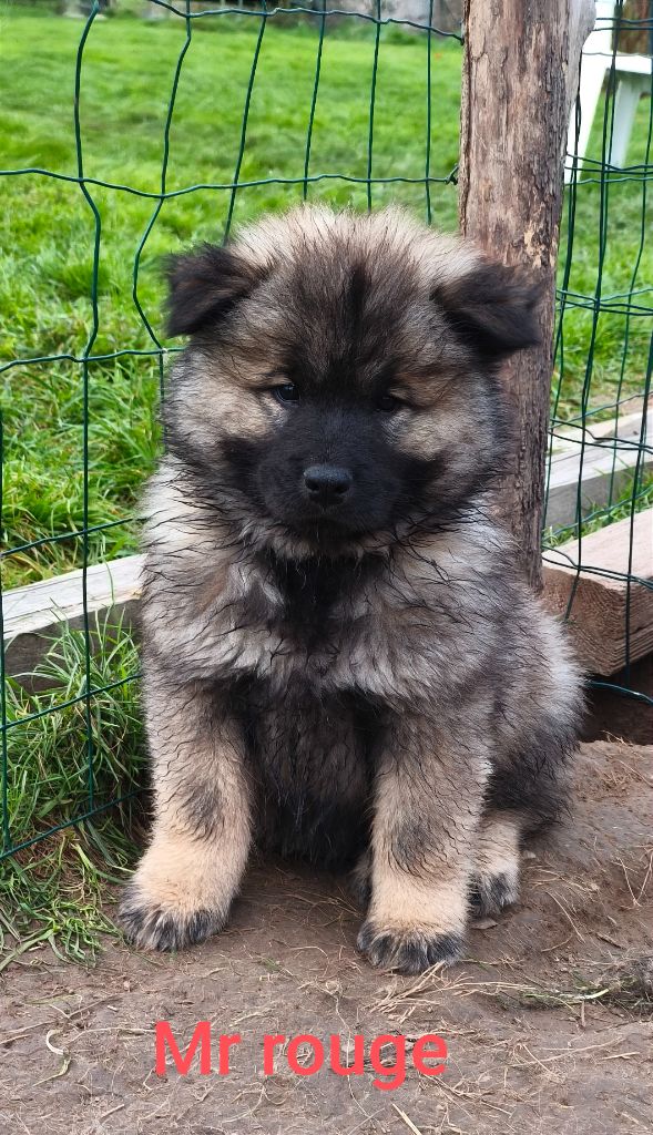 Des Terres Vagabondes - Chiot disponible  - Eurasier