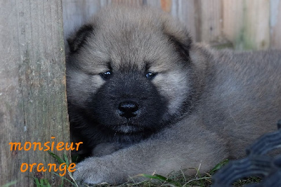 Mâle collier orange