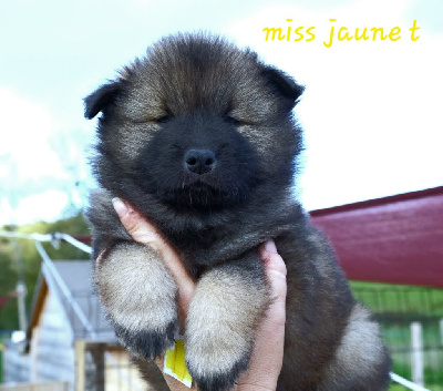 Miss jaune