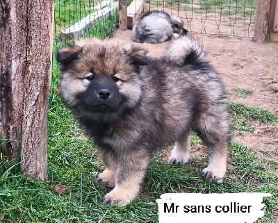 Monsieur sans collier