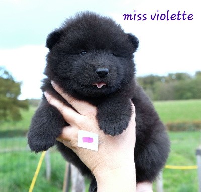 Miss violette