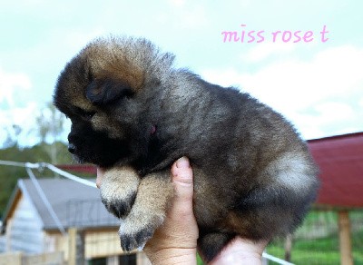 Miss rose