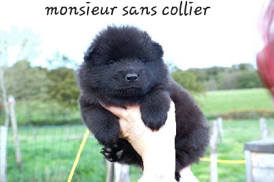 Monsieur sans collier