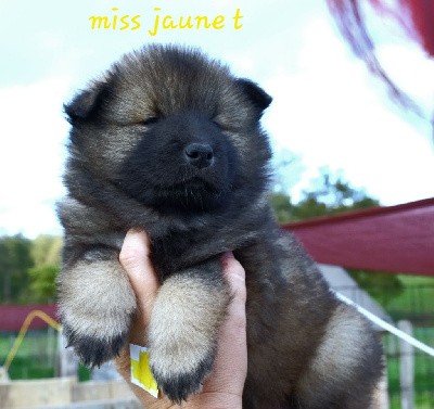 Miss jaune