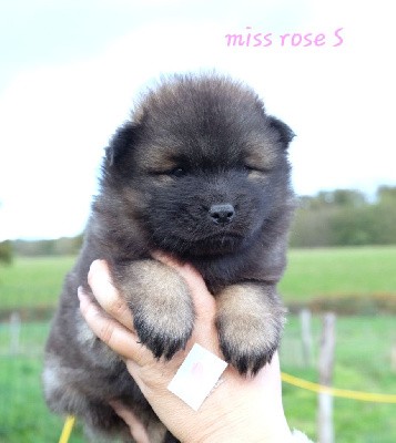 Miss rose