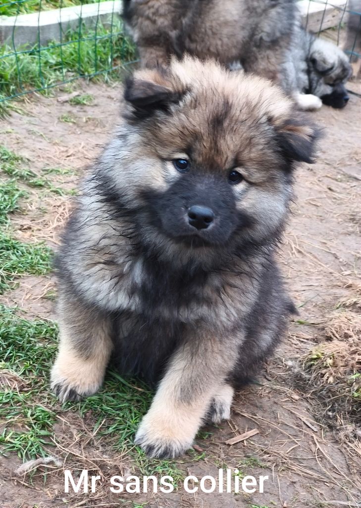 Des Terres Vagabondes - Chiot disponible  - Eurasier