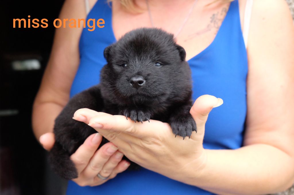 Des Terres Vagabondes - Chiots disponibles - Eurasier