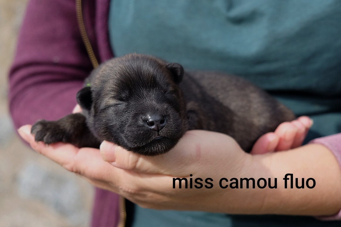 Des Terres Vagabondes - Chiots disponibles - Eurasier