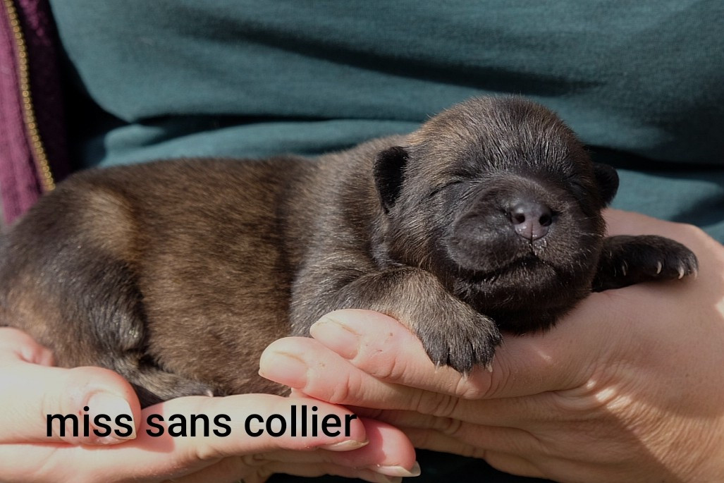 Des Terres Vagabondes - Chiots disponibles - Eurasier