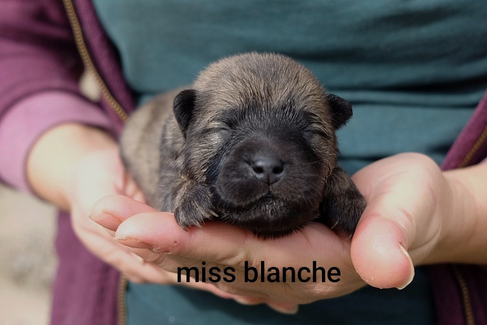 Des Terres Vagabondes - Chiots disponibles - Eurasier