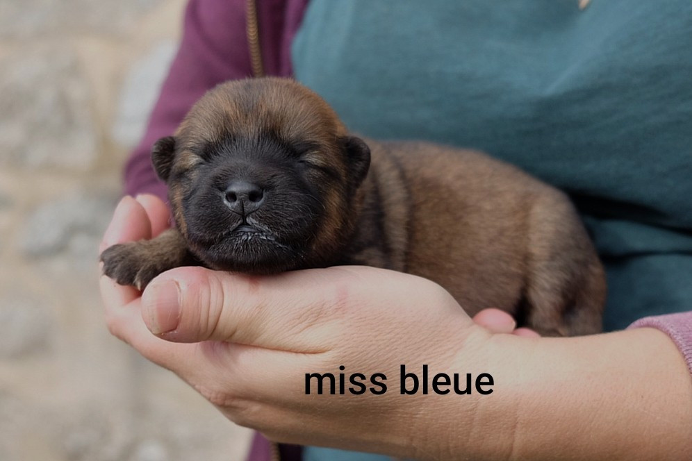 Des Terres Vagabondes - Chiots disponibles - Eurasier