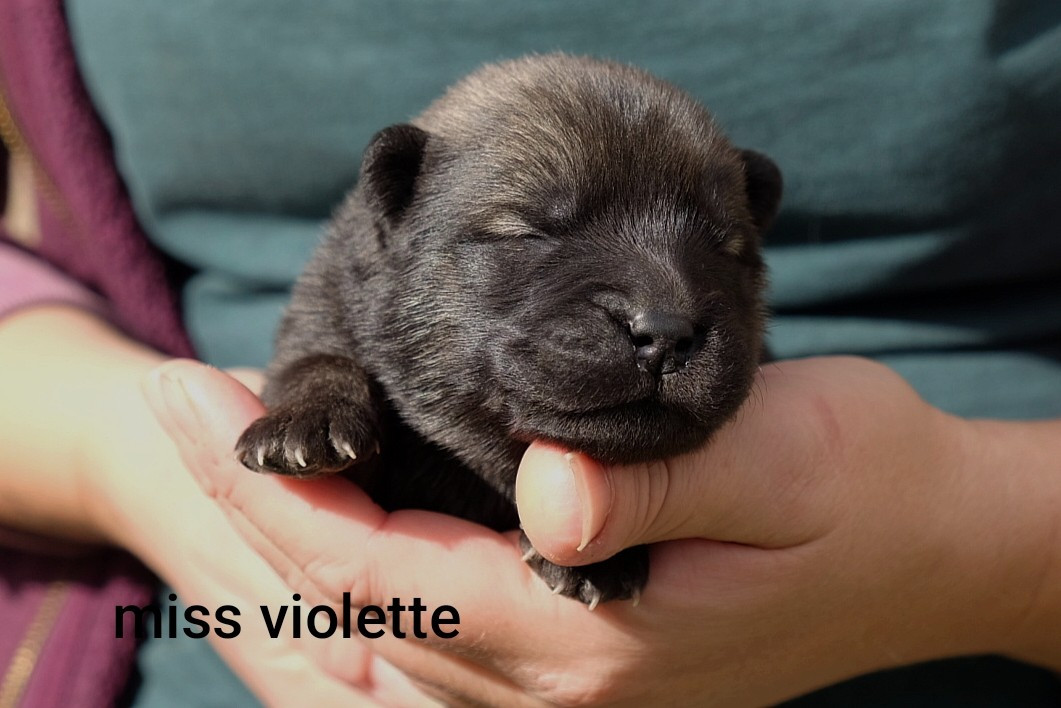 Des Terres Vagabondes - Chiots disponibles - Eurasier