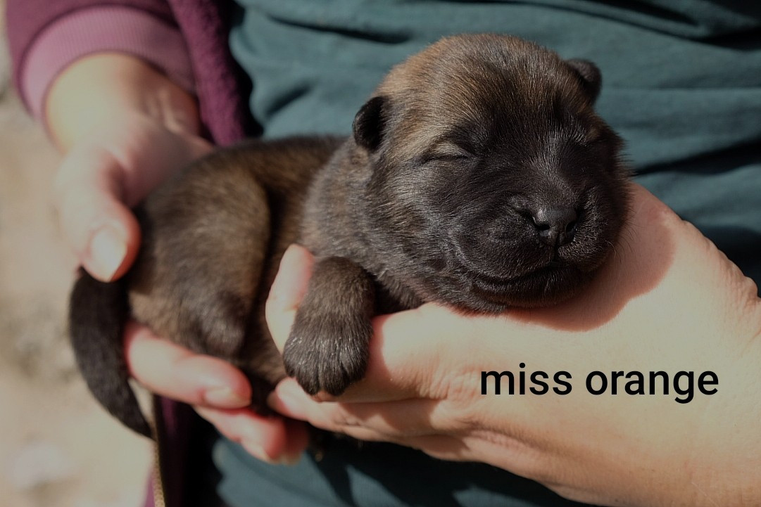 Des Terres Vagabondes - Chiots disponibles - Eurasier