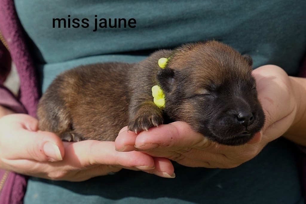 Des Terres Vagabondes - Chiots disponibles - Eurasier