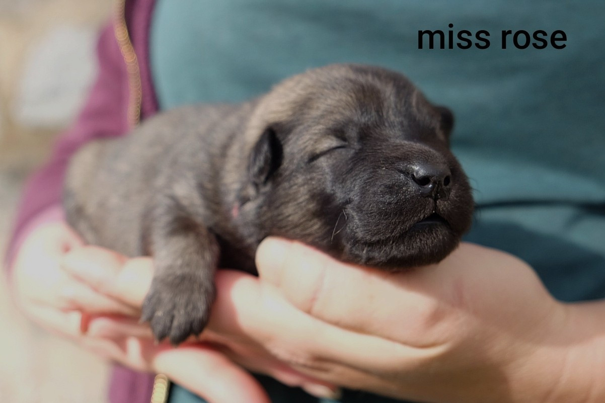 Des Terres Vagabondes - Chiots disponibles - Eurasier