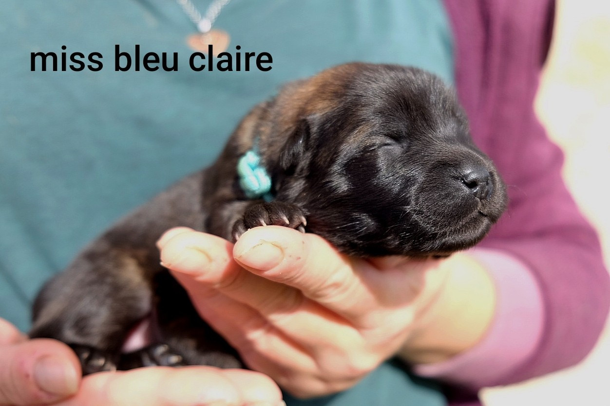 Des Terres Vagabondes - Chiots disponibles - Eurasier