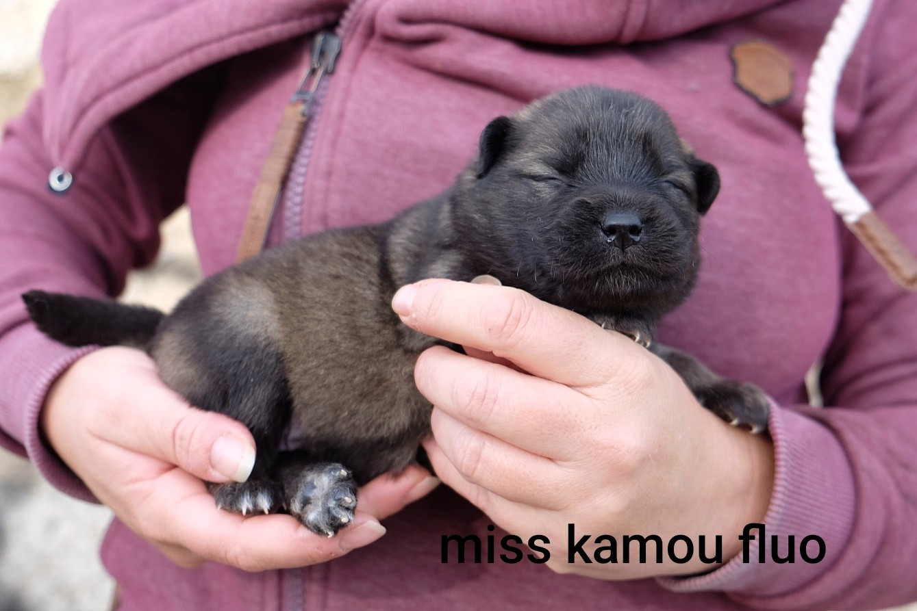 Des Terres Vagabondes - Chiots disponibles - Eurasier