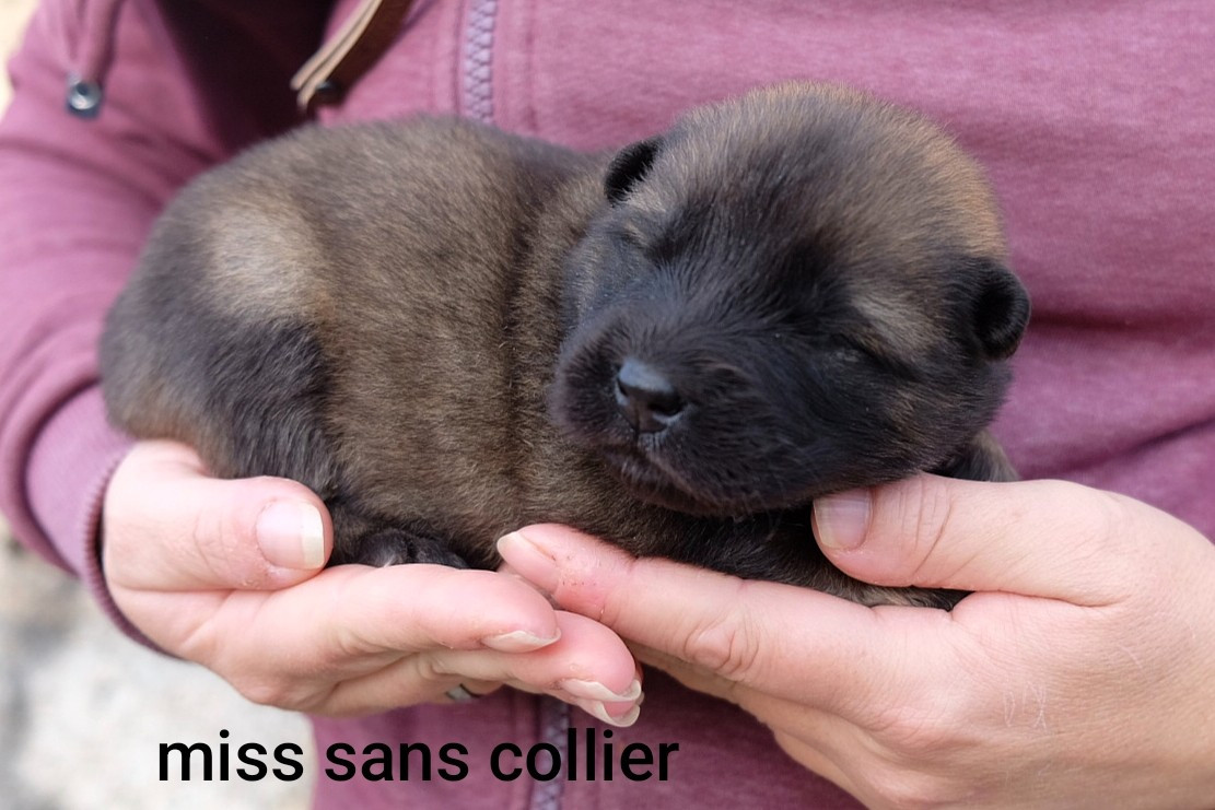Des Terres Vagabondes - Chiots disponibles - Eurasier