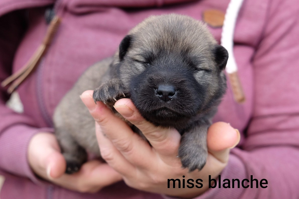 Des Terres Vagabondes - Chiots disponibles - Eurasier