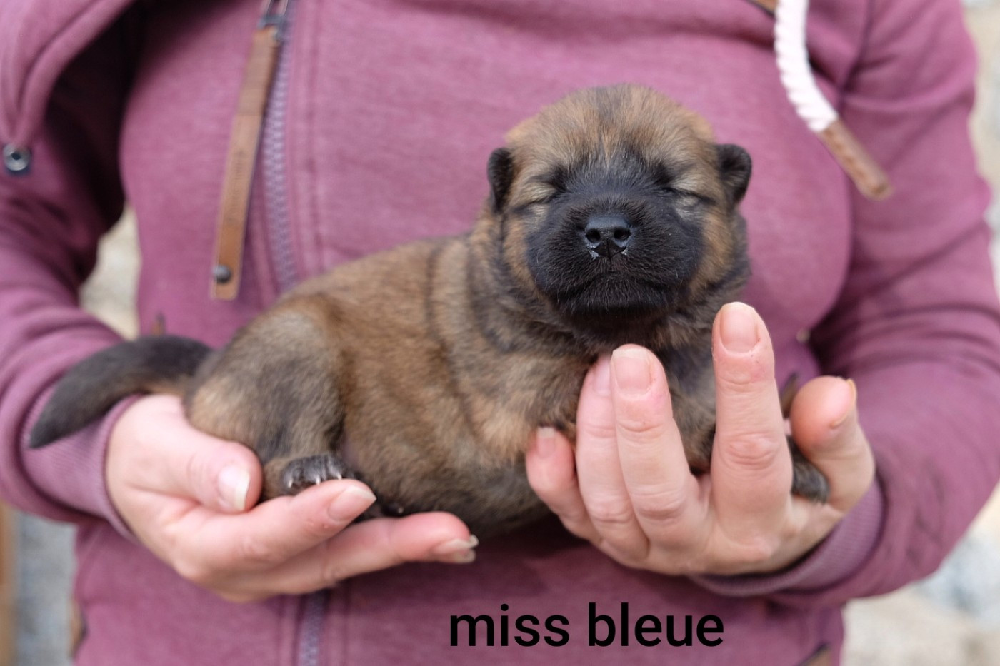 Des Terres Vagabondes - Chiots disponibles - Eurasier