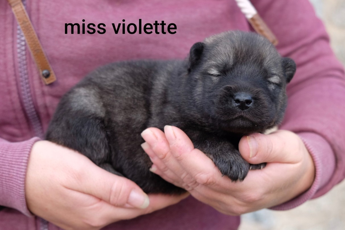 Des Terres Vagabondes - Chiots disponibles - Eurasier