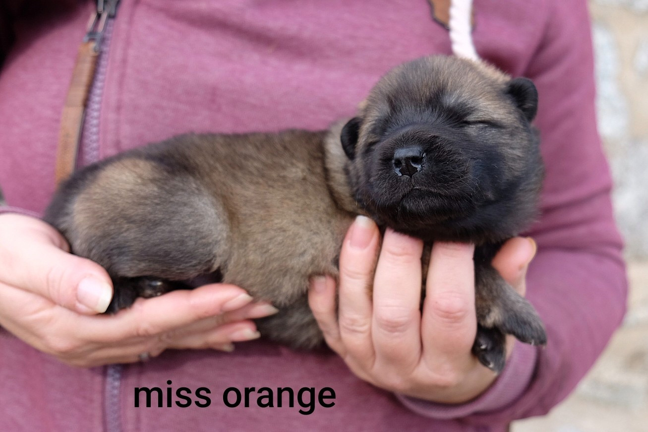 Des Terres Vagabondes - Chiots disponibles - Eurasier