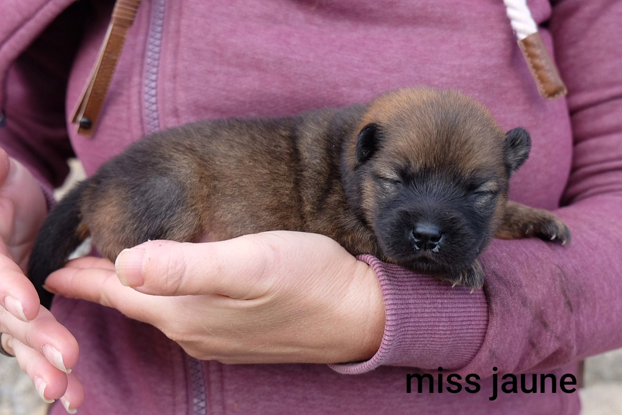 Des Terres Vagabondes - Chiots disponibles - Eurasier