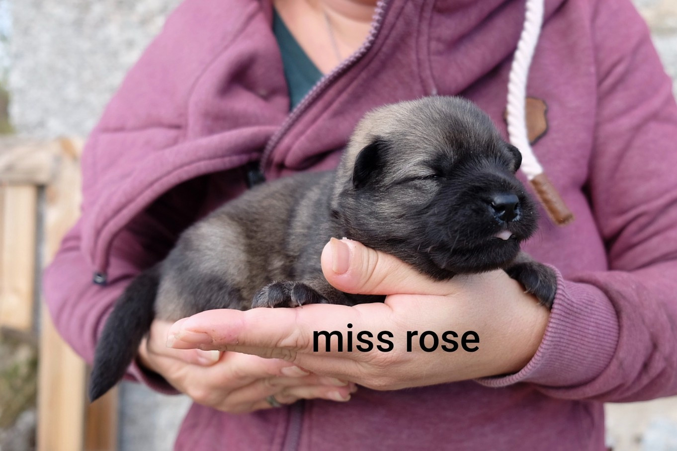 Des Terres Vagabondes - Chiots disponibles - Eurasier