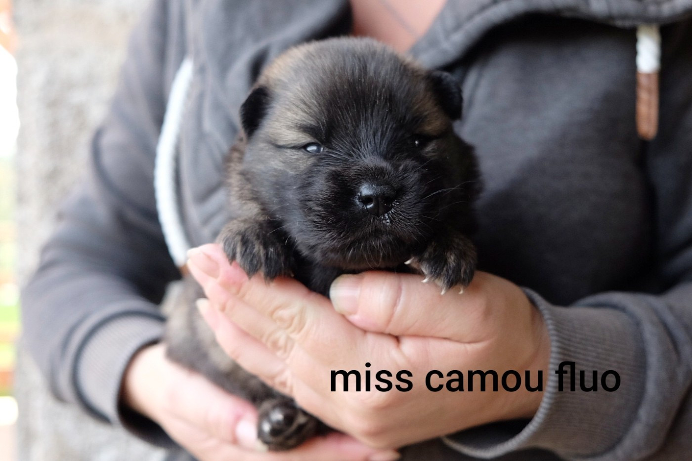 Des Terres Vagabondes - Chiots disponibles - Eurasier