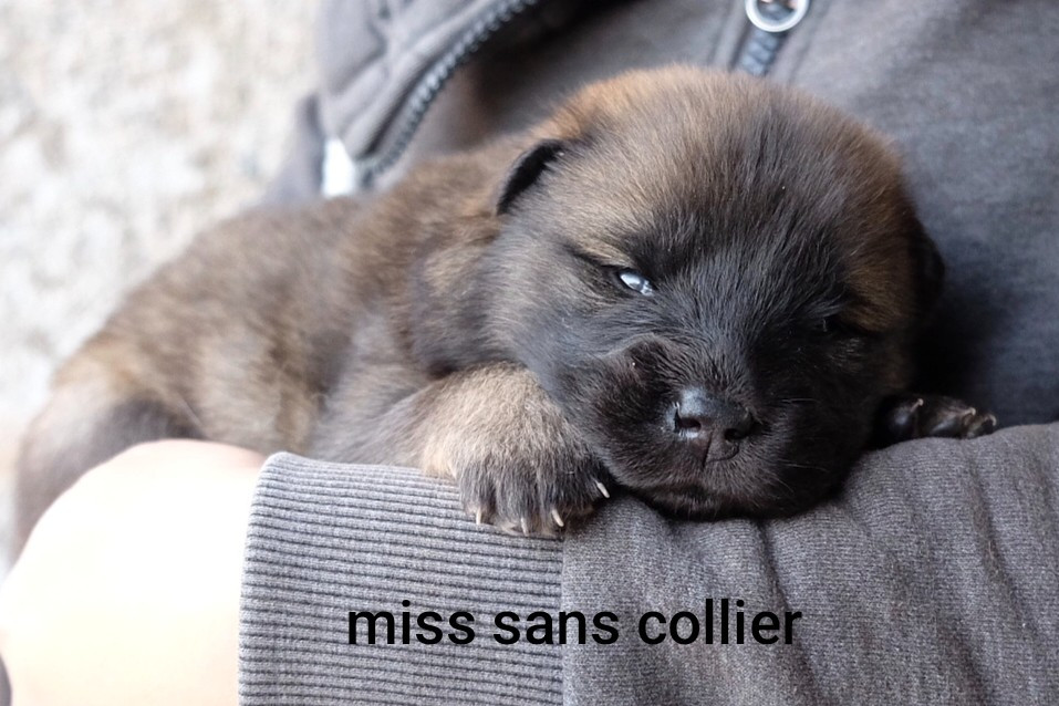 Des Terres Vagabondes - Chiots disponibles - Eurasier