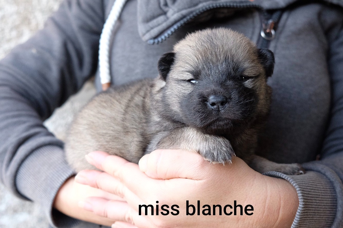 Des Terres Vagabondes - Chiots disponibles - Eurasier