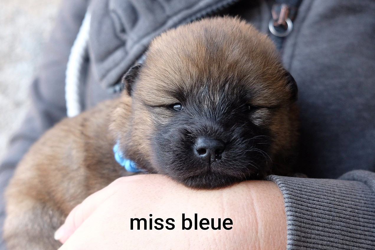 Des Terres Vagabondes - Chiots disponibles - Eurasier