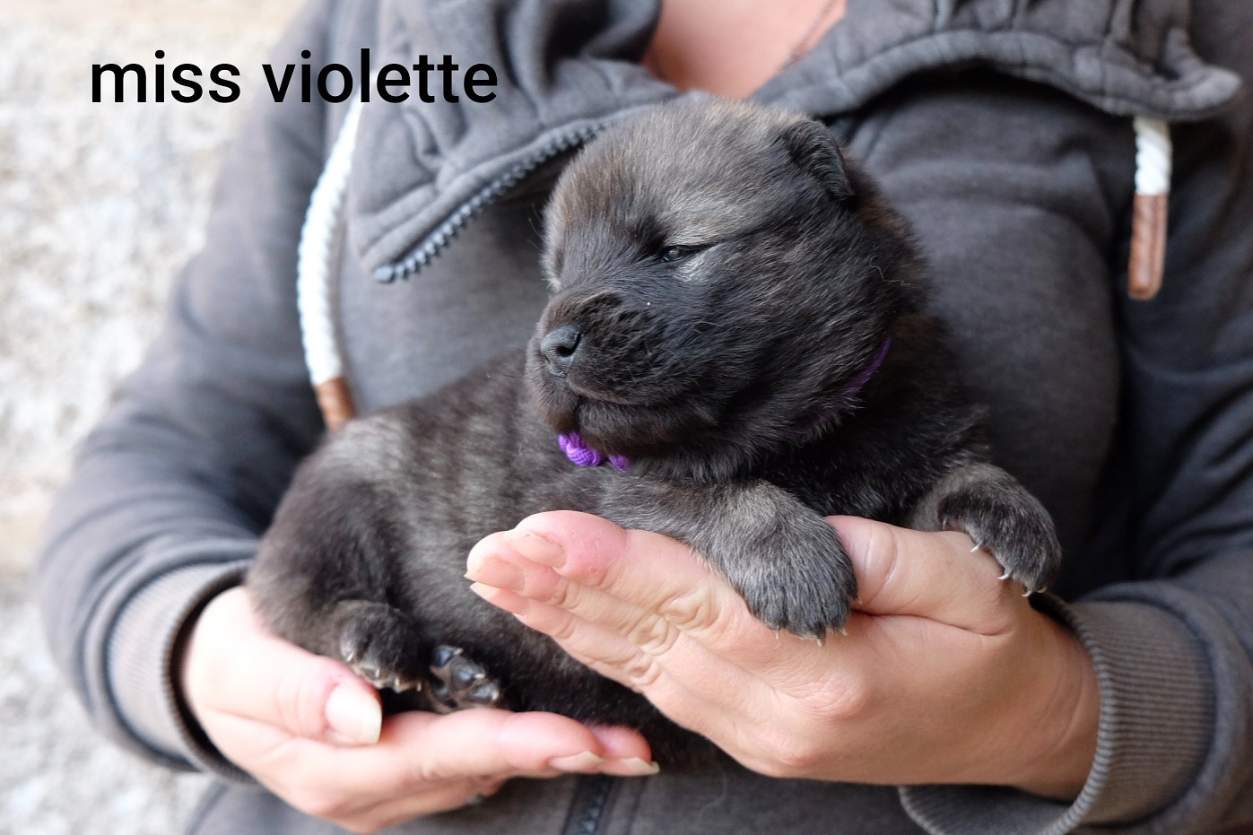 Des Terres Vagabondes - Chiots disponibles - Eurasier