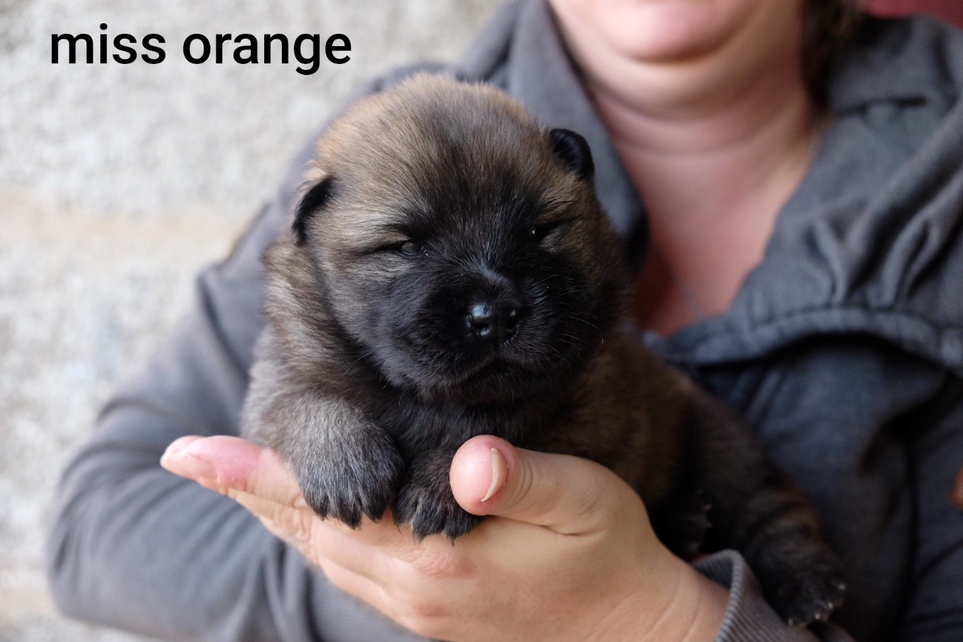 Des Terres Vagabondes - Chiots disponibles - Eurasier