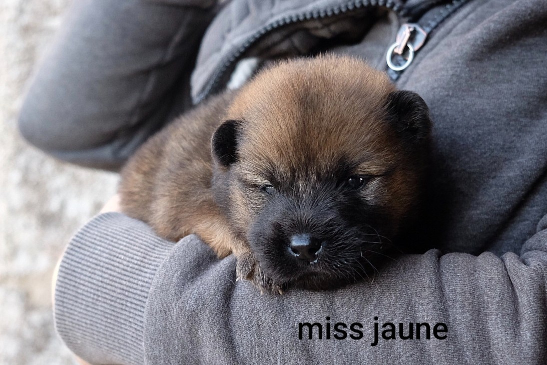 Des Terres Vagabondes - Chiots disponibles - Eurasier