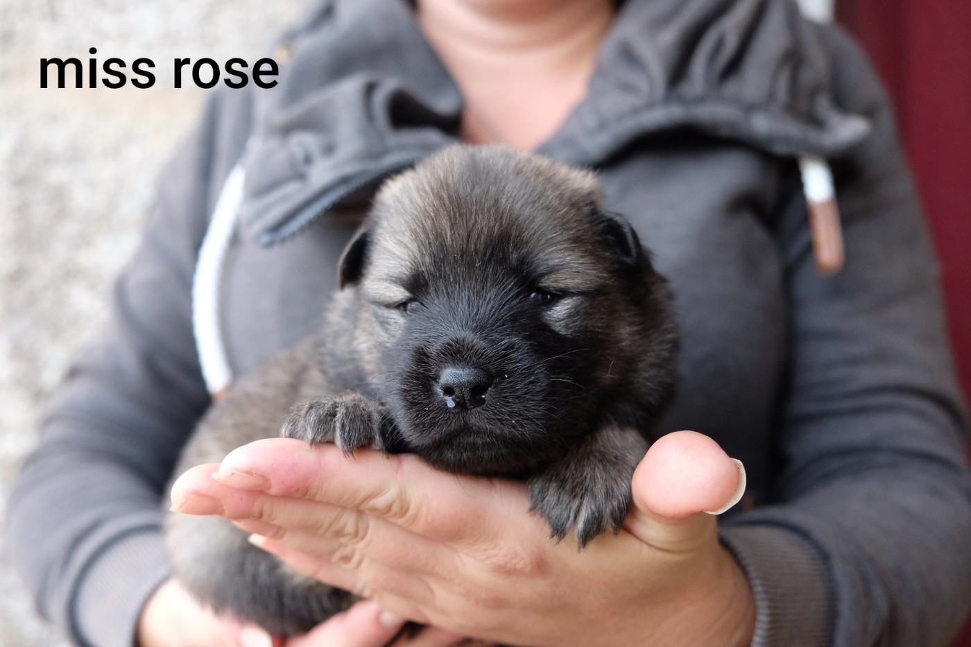 Des Terres Vagabondes - Chiots disponibles - Eurasier