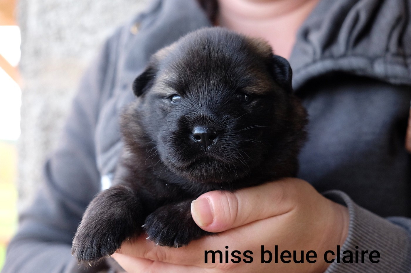 Des Terres Vagabondes - Chiots disponibles - Eurasier