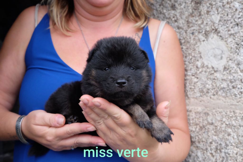 Des Terres Vagabondes - Chiots disponibles - Eurasier
