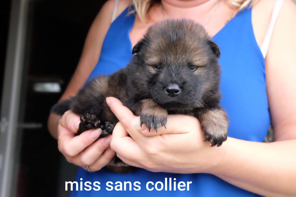 Des Terres Vagabondes - Chiots disponibles - Eurasier
