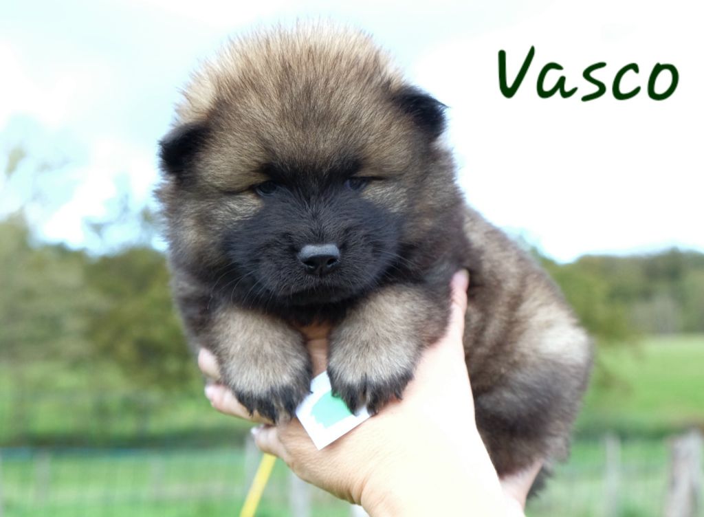 Des Terres Vagabondes - Eurasier - Portée née le 21/09/2024