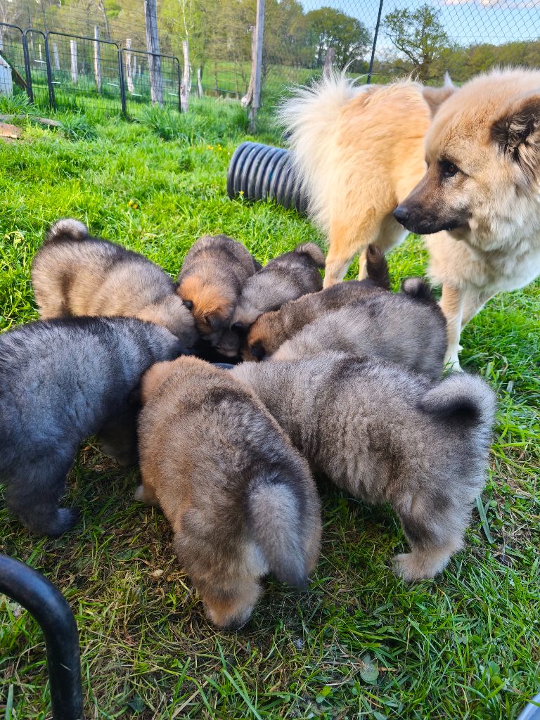 Chiot Eurasier Des Terres Vagabondes