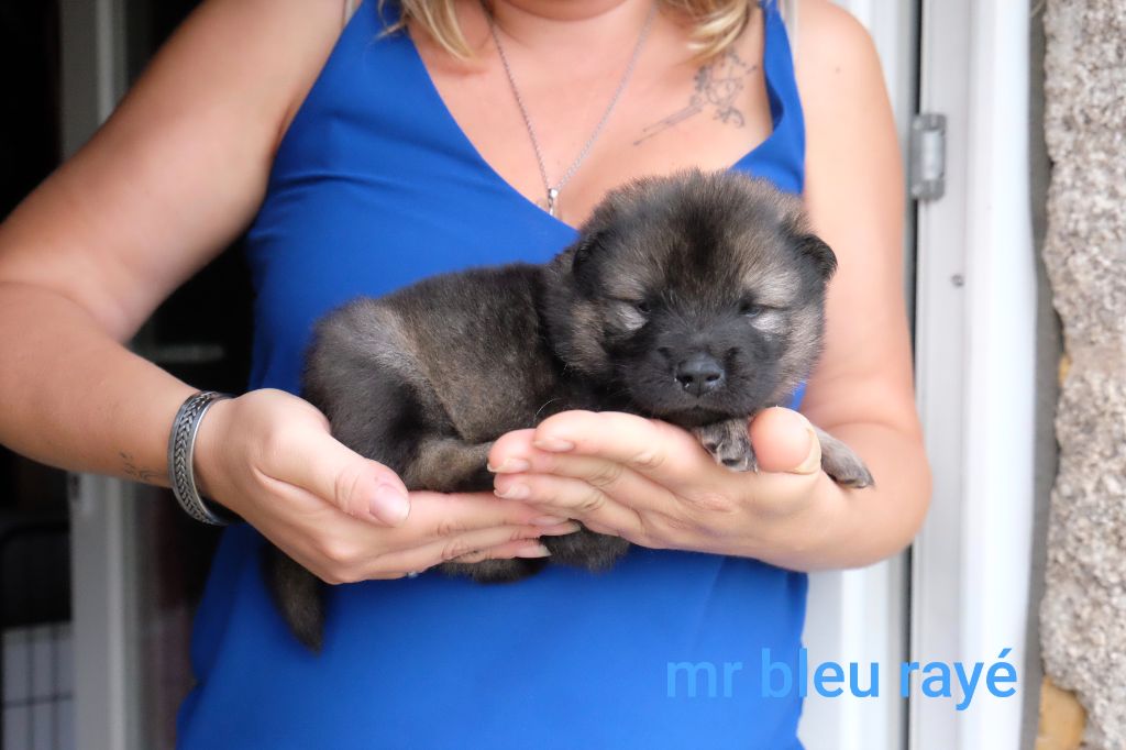 Des Terres Vagabondes - Eurasier - Portée née le 08/08/2025