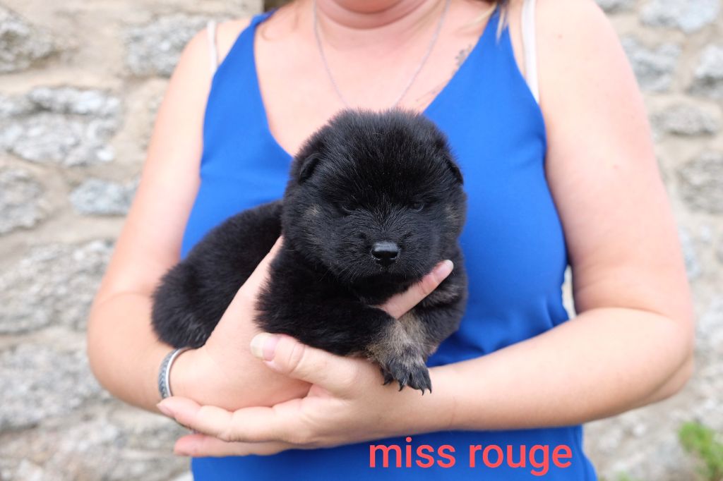 Des Terres Vagabondes - Chiots disponibles - Eurasier
