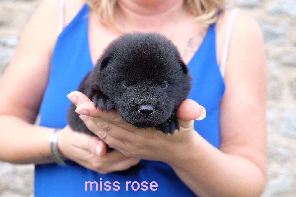 Des Terres Vagabondes - Chiots disponibles - Eurasier