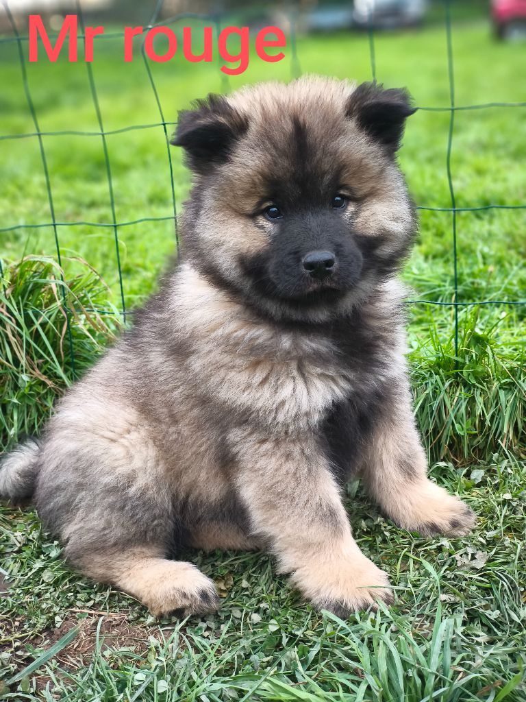 Des Terres Vagabondes - Eurasier - Portée née le 18/09/2024